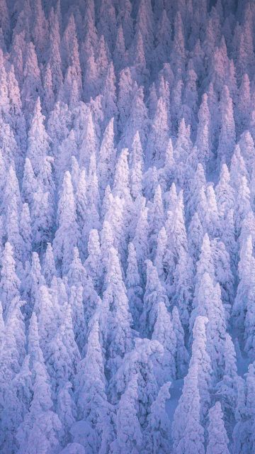 Snow covered, Winter forest, Cold, Frozen trees, 5K, Russia
