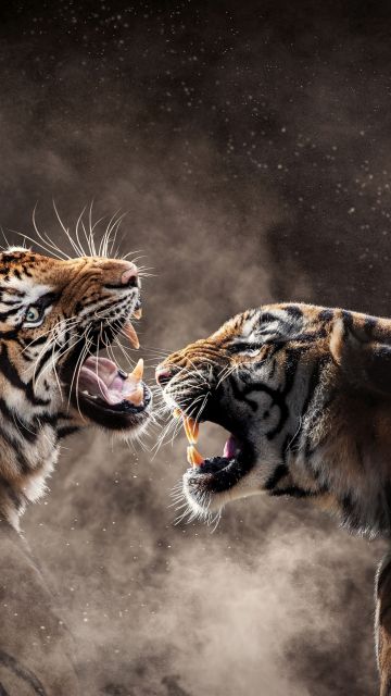 Tigers, Roaring, Bengal Tiger, Sumatran tiger, Smoke