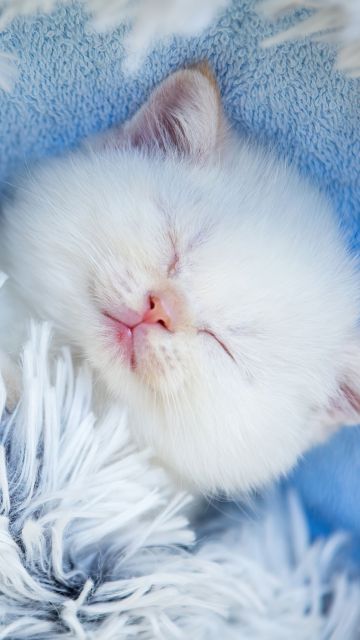 Cute Kitten, Sleeping, Furry, Adorable, White cat