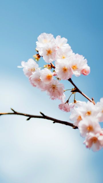 Sakura, Cherry blossom, Spring flowers, Bloom, Hanami, Bokeh Background, Macro