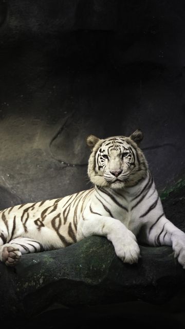 White Bengal Tiger, Zoo, Cave, White tiger, Wild, Dark