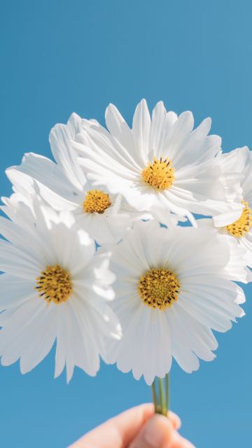 Daisy flowers, Blue sky, Aesthetic, White daisy, White flowers