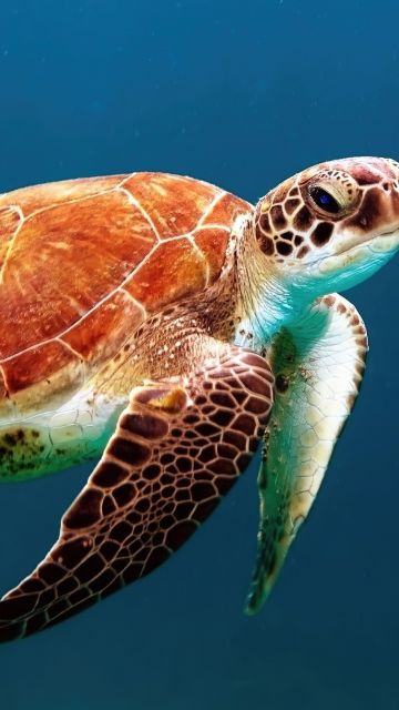 Sea Turtle, Underwater, Sea Life
