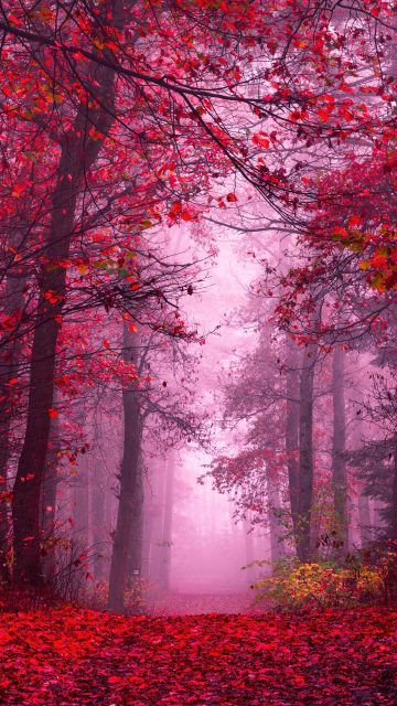 Enchanting, Autumn Forest, Path, Mystical, Foggy forest, Red leaves, Tranquility, Peace, Beauty, Serene, 5K, 8K
