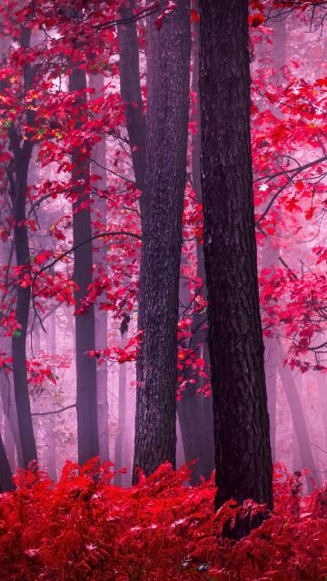 Serene, Autumn Forest, Mystical, Foggy forest, Red leaves, Tranquility, Peace, Beauty, Enchanting, 5K