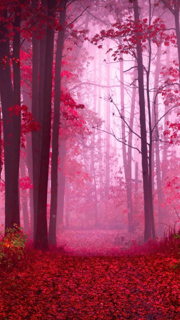 Forest, Path, Red leaves, Autumn colors, Tranquility, Peace, Beauty, Serene, Enchanting, Mystical, Foggy forest, 5K