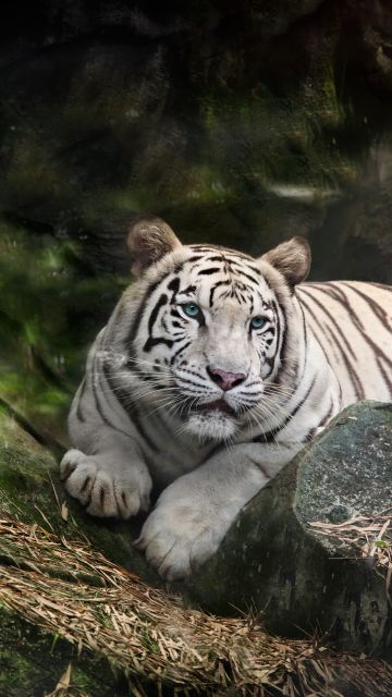 White Bengal Tiger, Zoo, White tiger, Wild