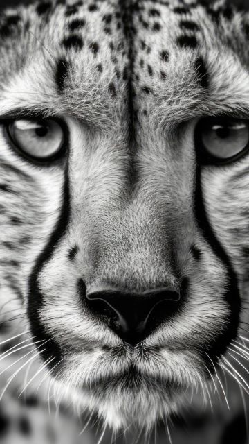 Cheetah, Monochrome, Ultrawide, Black and White