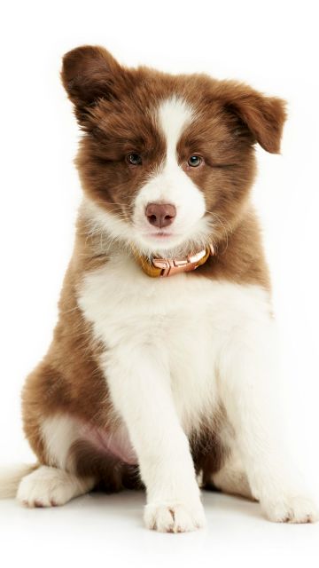 Border Collie, Cute puppy, White