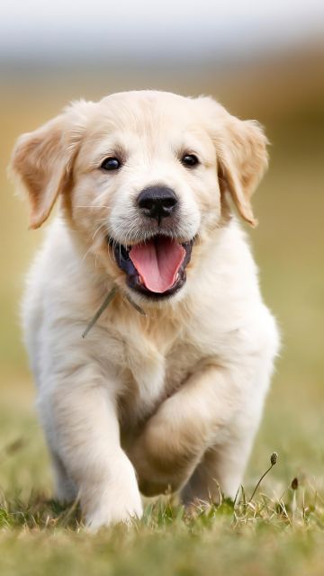 Golden Retriever, Puppy, Running, 5K, Field, Labrador puppy