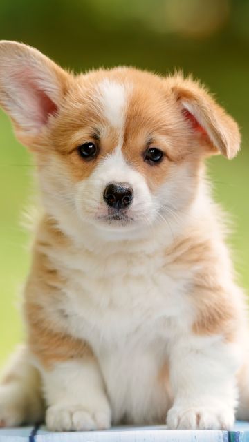 Corgi puppy, Happy, Pet dog, Adorable, Fluffy dog, 5K