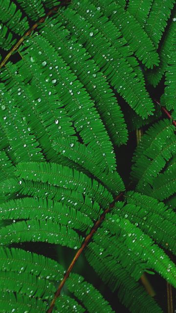Plant, Leaves, Branches, Rain droplets, Dew Drops, Rain drops, Green, 5K
