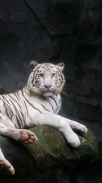 White Bengal Tiger, 5K, Zoo, Cave, White tiger, Wild