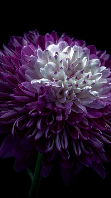 Chrysanthemum, Purple Flower, 5K, Black background, 8K, AMOLED