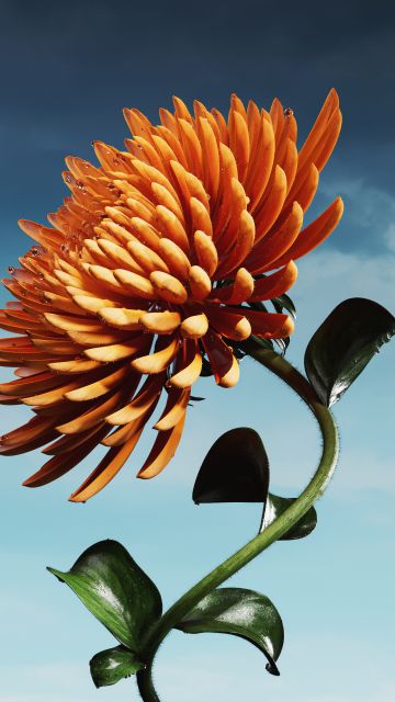 Orange flower, Bloom, Digital flower, 5k, Blue Sky