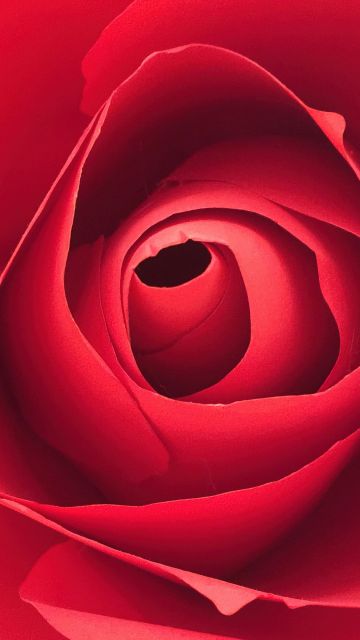 Rose flower, Closeup Photography, Red Rose, Macro