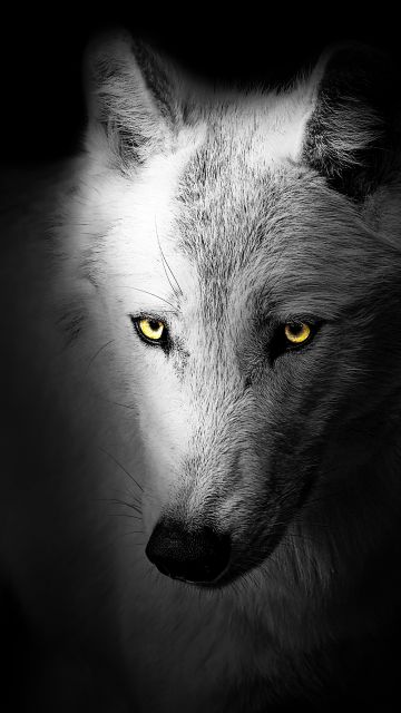 Wolf, Black background, Wild, 5K