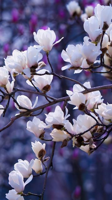 Sakura, Aesthetic, Magnolia flowers
