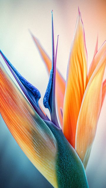 Bird of paradise flower, Closeup Photography, Macro, Bokeh Background, Vibrant