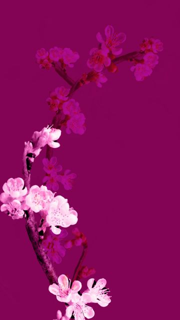 Cherry blossom, Plum Velvet, Floral, Purple aesthetic, 5K, 8K, Minimalist