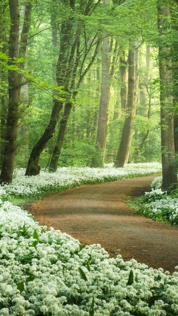 Forest path, White flowers, Spring, Ramsons flowers, Wild garlic, Green Trees