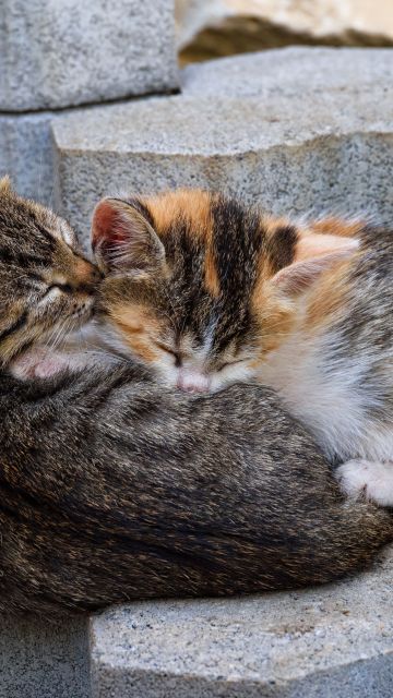 Sleeping, Kittens, 5K