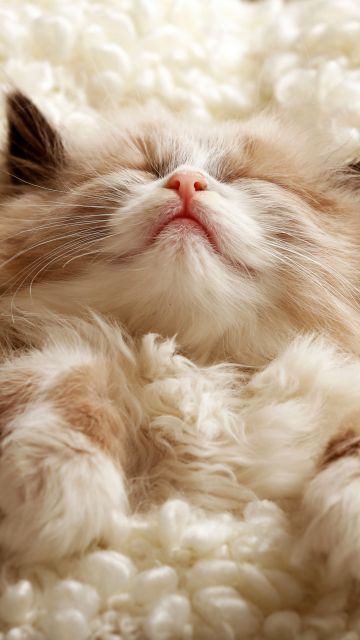 Fluffy, Cute Kitten, Furry, Cozy, Adorable, Sleeping, 5K
