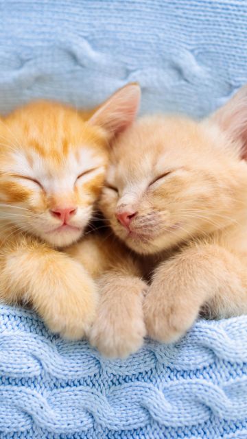 Cute Kittens, Sleeping, Together, 5K, Adorable