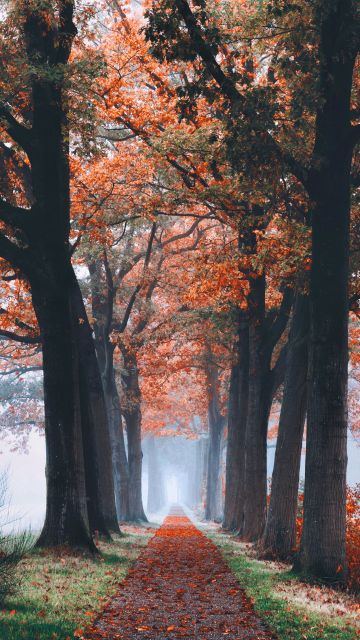 Autumn, Foliage, Trees, Path, Foggy, Morning, Fallen Leaves, 5K