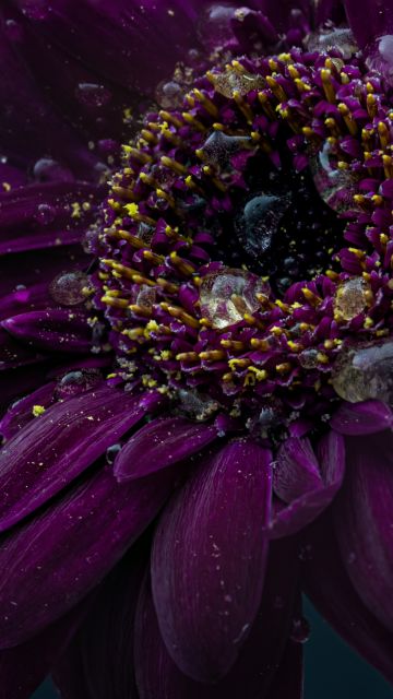 Gerbera flower, Purple Flower, Dark, Rain droplets, 5K