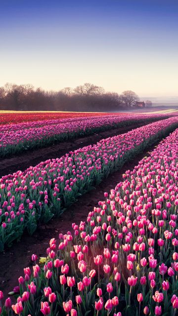 Tulips field, Morning breeze, Tulip garden, 5K, Colorful flowers