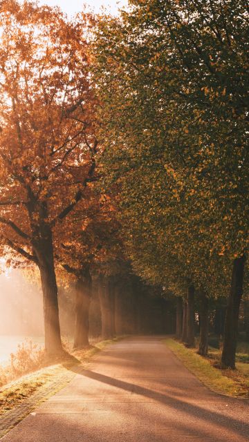 Autumn, Sunlight, Sun rays, Foggy, Morning, Road, Sunrise, Trees