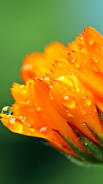 Marigold flower, Calendula, Blossom, Bokeh, Yellow flower, Dew Drops, Bloom, 5K