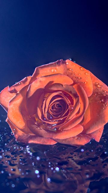 Orange Rose, Droplets, Blue background, 5K