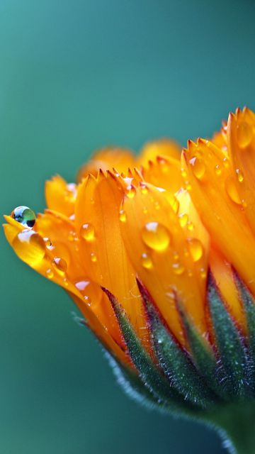 Marigold flower, 5K, Calendula, Blossom, Bokeh, Yellow flower, Dew Drops, Bloom