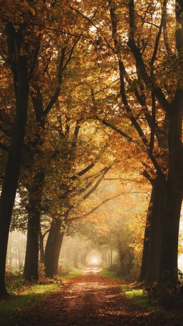 Autumn, Foggy, Forest, Yellow, Sunlight, Path, Dirt road
