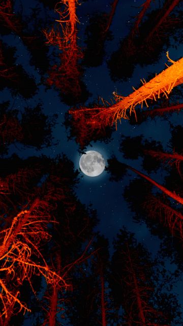 Full moon, Trees, Sky view, Night, Campfire, Outdoor, Woods, Dark