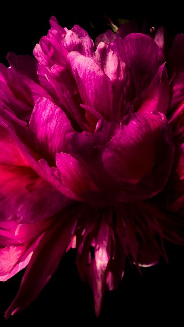 Pink flower, Peony flowers, Black background, AMOLED, 5K, Pink aesthetic