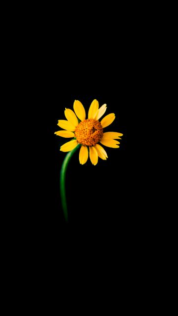 Sunflower, Lonely, Black background, 5K