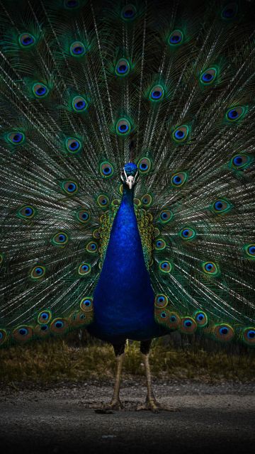 Peacock, Peafowl, Zoo, Dark, 5K, 8K