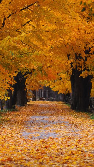 Windows XP, Autumn, Autumn foliage, Autumn leaves, Autumn Scenery