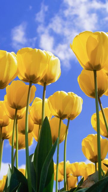 Yellow tulips, Daylight, Tulip garden, Tulip flowers