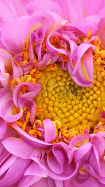 Pink Dahlia, Macro, Pink aesthetic, 5K, Bloom, Pink flower, Closeup Photography
