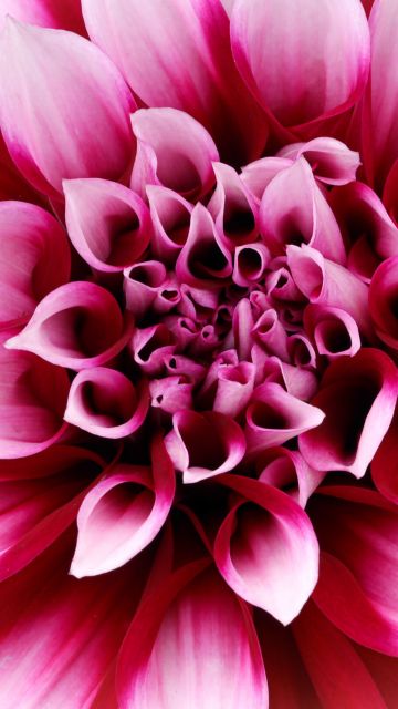 Pink Dahlia, Closeup, Macro, Blossom, 5K