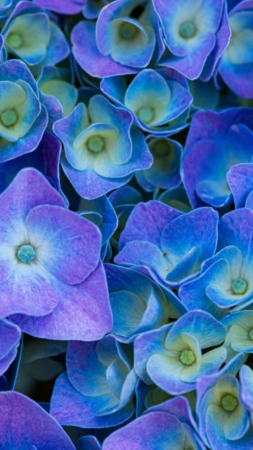 Hydrangea Flowers, Purple aesthetic, Purple Flowers, 5K