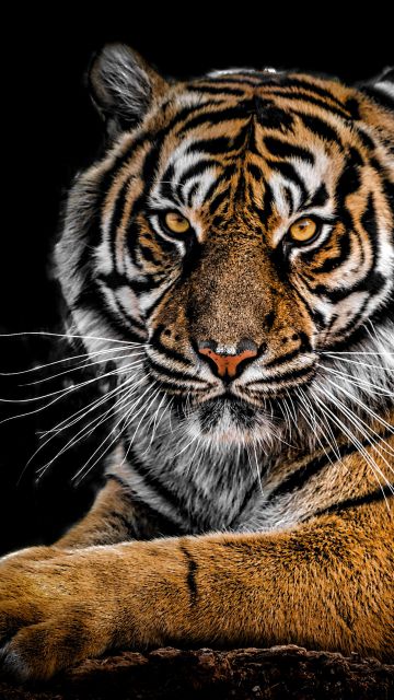 Bengal Tiger, AMOLED, Big cat, Predator, Black background, Closeup
