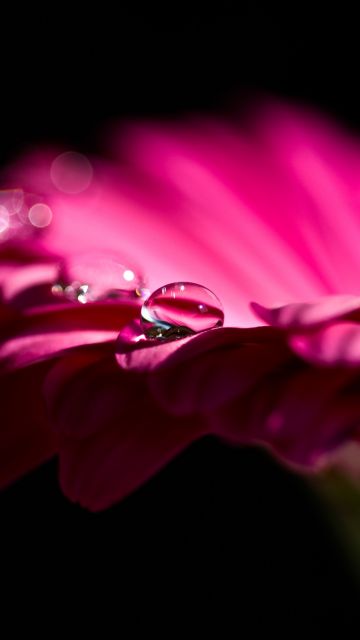 Pink Daisy, Gerbera Daisy, Dew Drops, Droplets, Black background