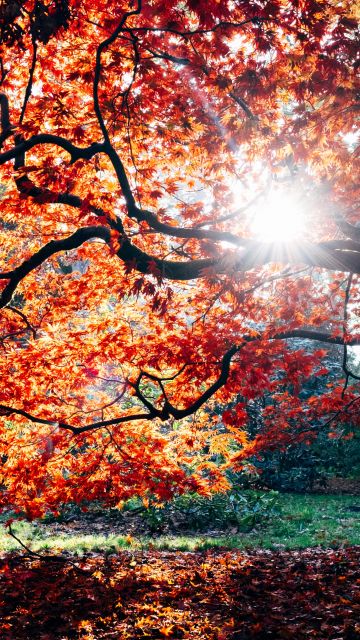 Autumn, Fall, Maple tree, Fall Foliage, Sunlight, Westonbirt, The National Arboretum, England, 5K