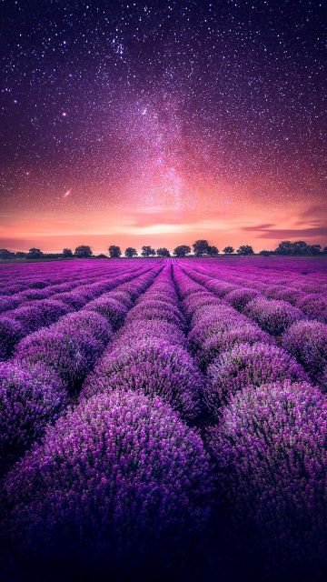Lavender farm, Lavender fields, Sunset, Starry sky, Dawn, Purple, Landscape, Scenic