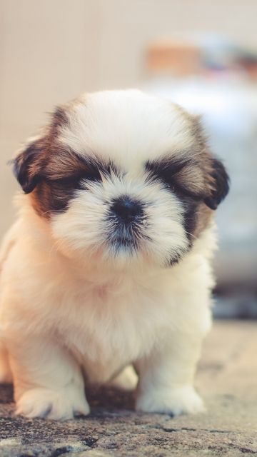 Cute puppies, Saint Bernard, Cute dog, Adorable, Fluffy dog